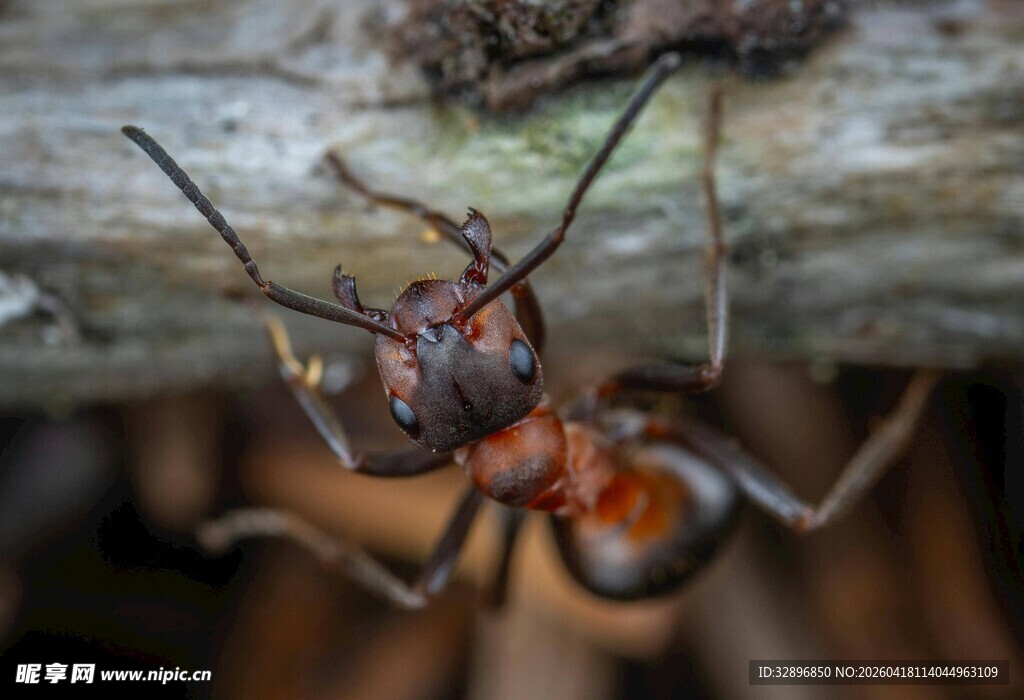树干上的红黑相间蚂蚁