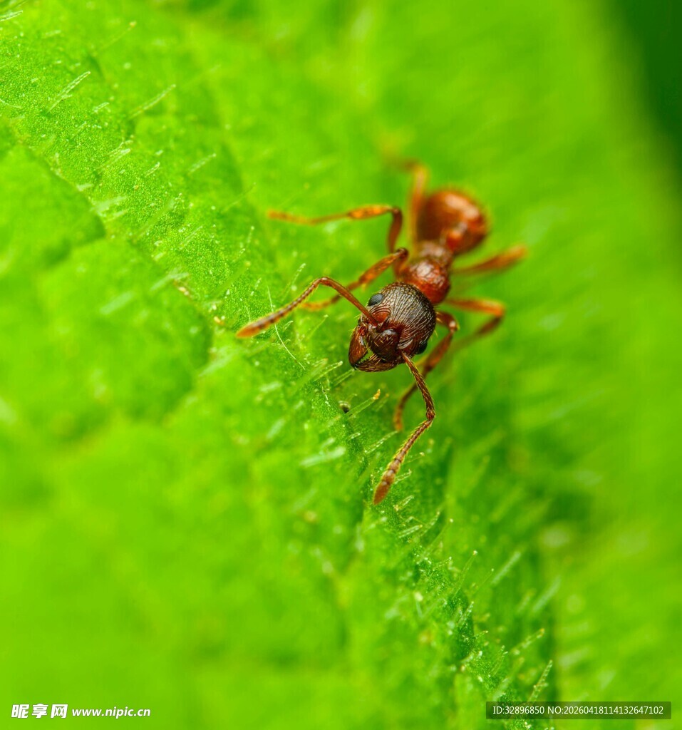 绿叶上的红蚂蚁