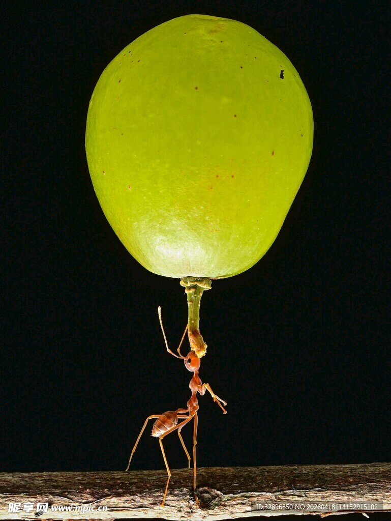 蚂蚁擎气球微观奇妙景