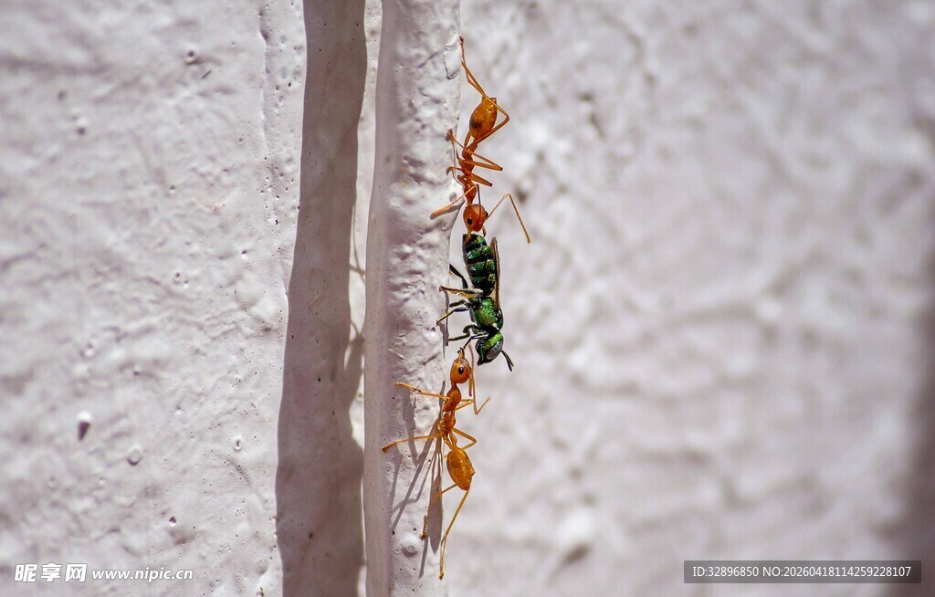 墙上的多彩蚂蚁