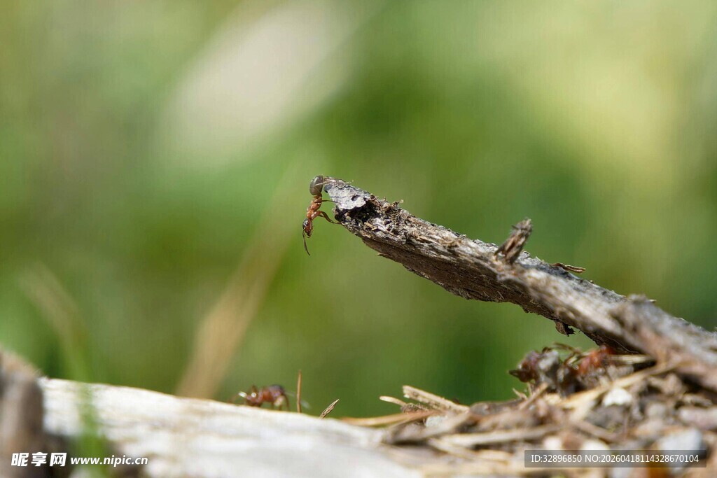 树枝上的小昆虫