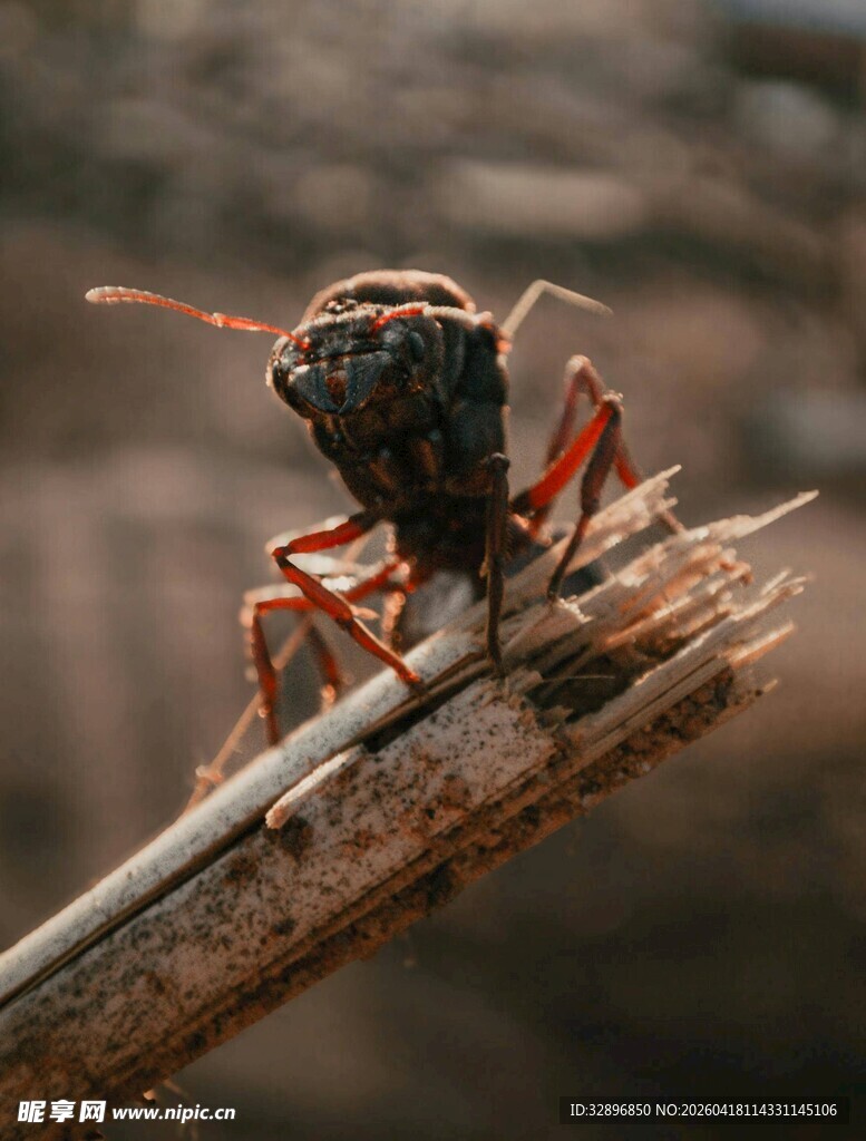树枝上的奇特昆虫
