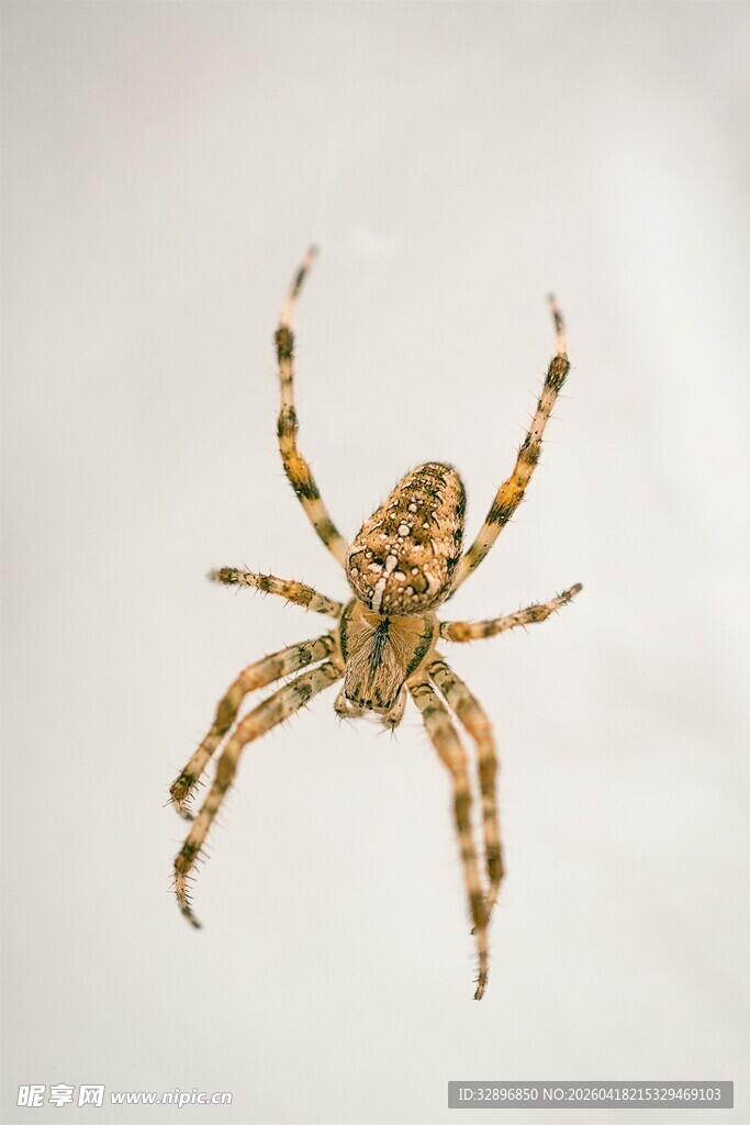 花纹蜘蛛特写