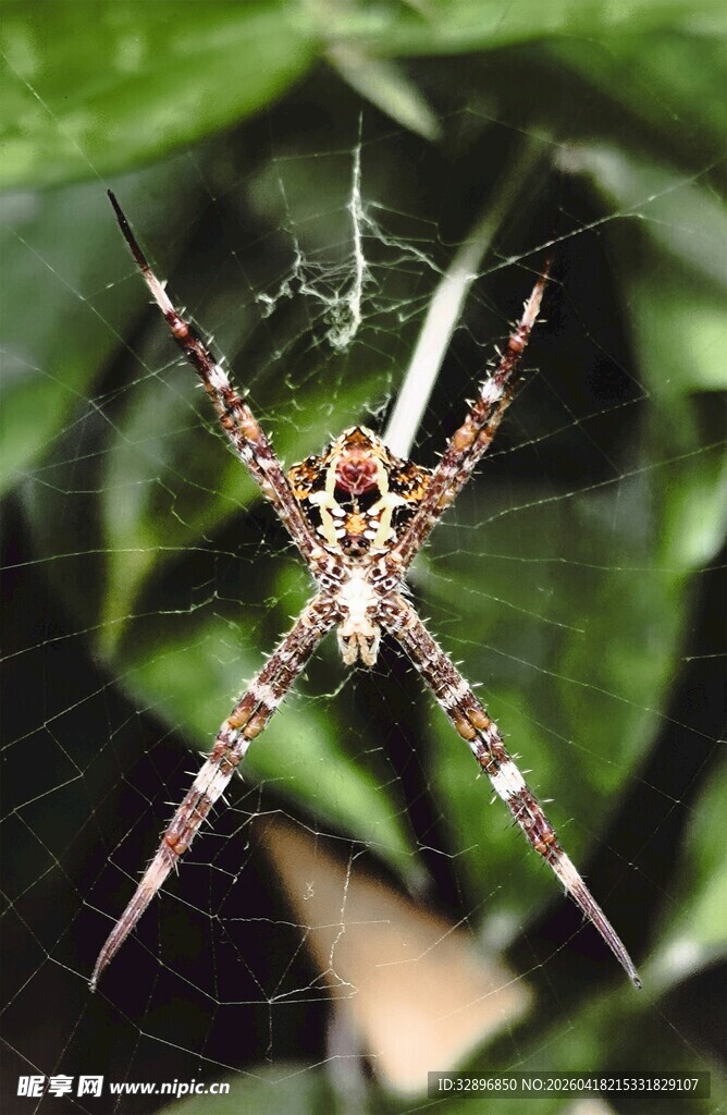 花蜘蛛于绿叶间织网
