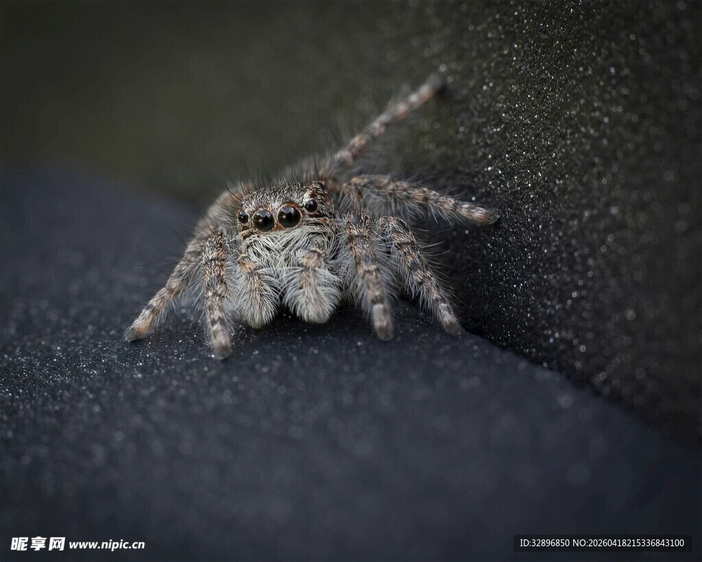 微距下的可爱跳蛛