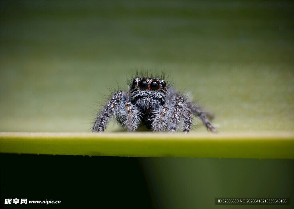 微距下的可爱跳蛛