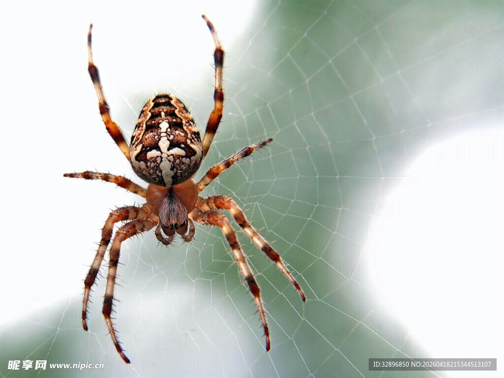特写花纹斑斓的蜘蛛