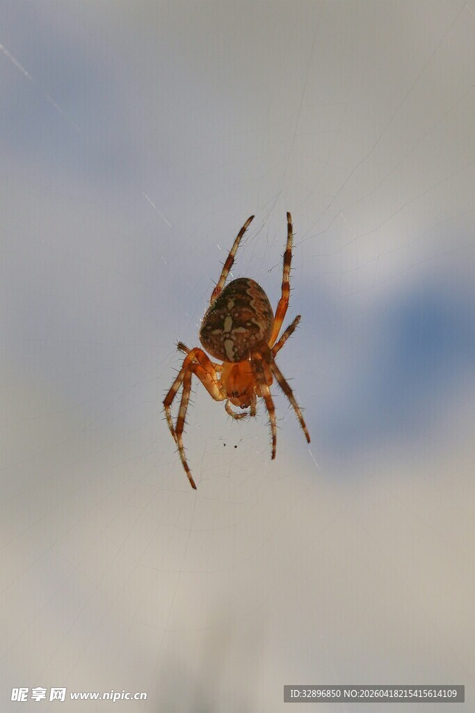 悬于空中的花纹蜘蛛