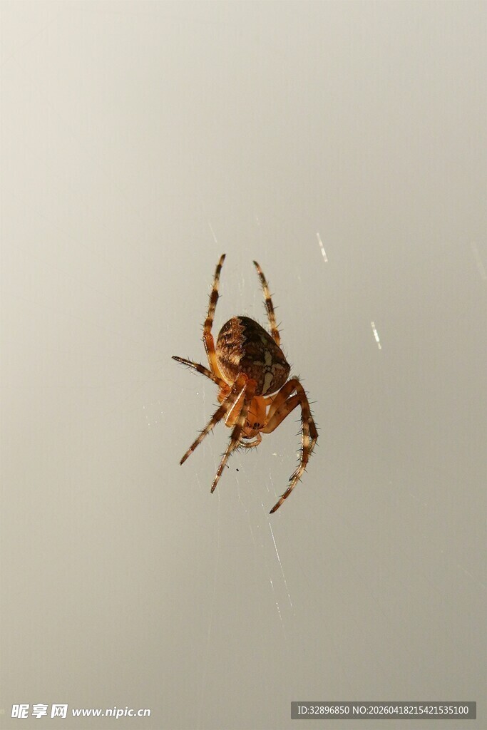 墙上的蜘蛛特写