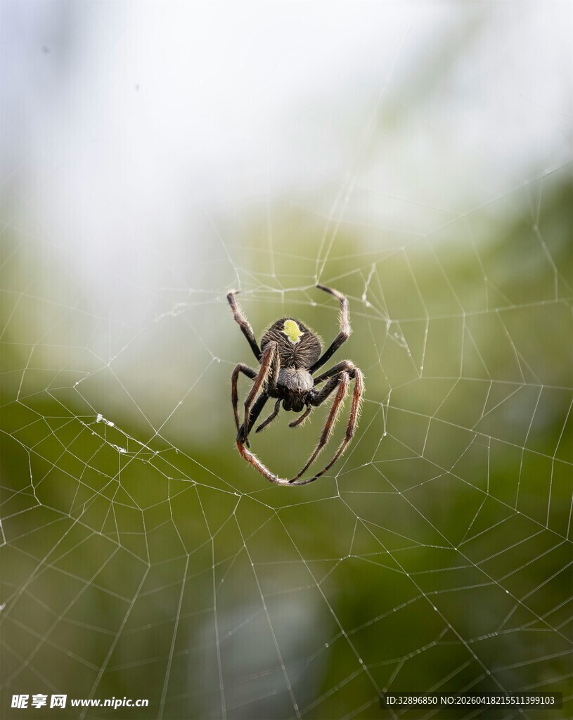 蜘蛛于蛛网间静待猎物