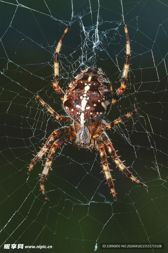 蜘蛛盘踞于精美蛛网中