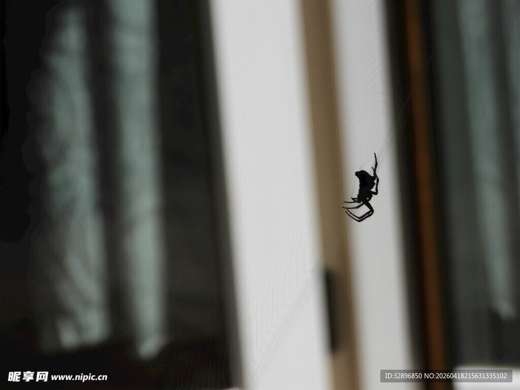 门缝中露出的猫咪脑袋