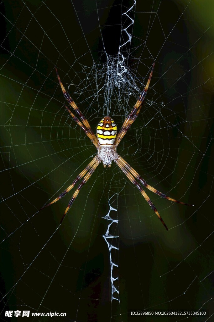 蜘蛛于蛛网中心静待猎物