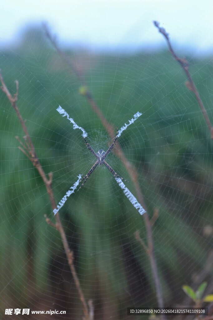 树枝上的精致透明十字架