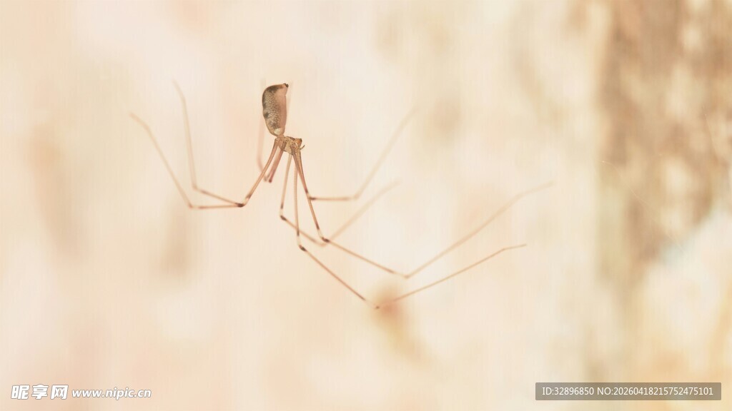 微距下的长腿蜘蛛