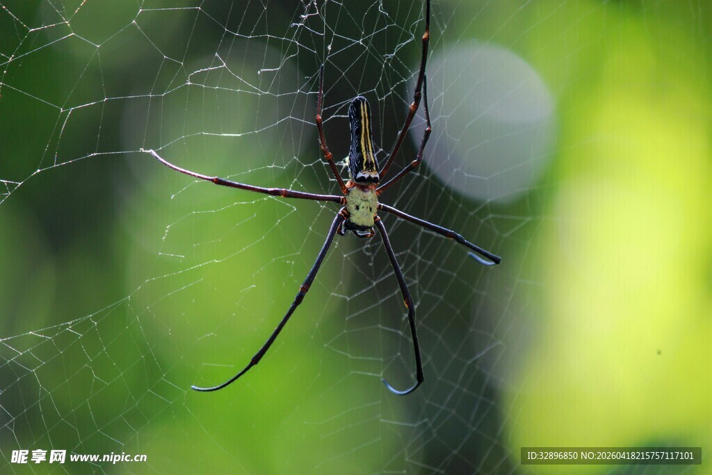 蜘蛛织网于绿意背景中