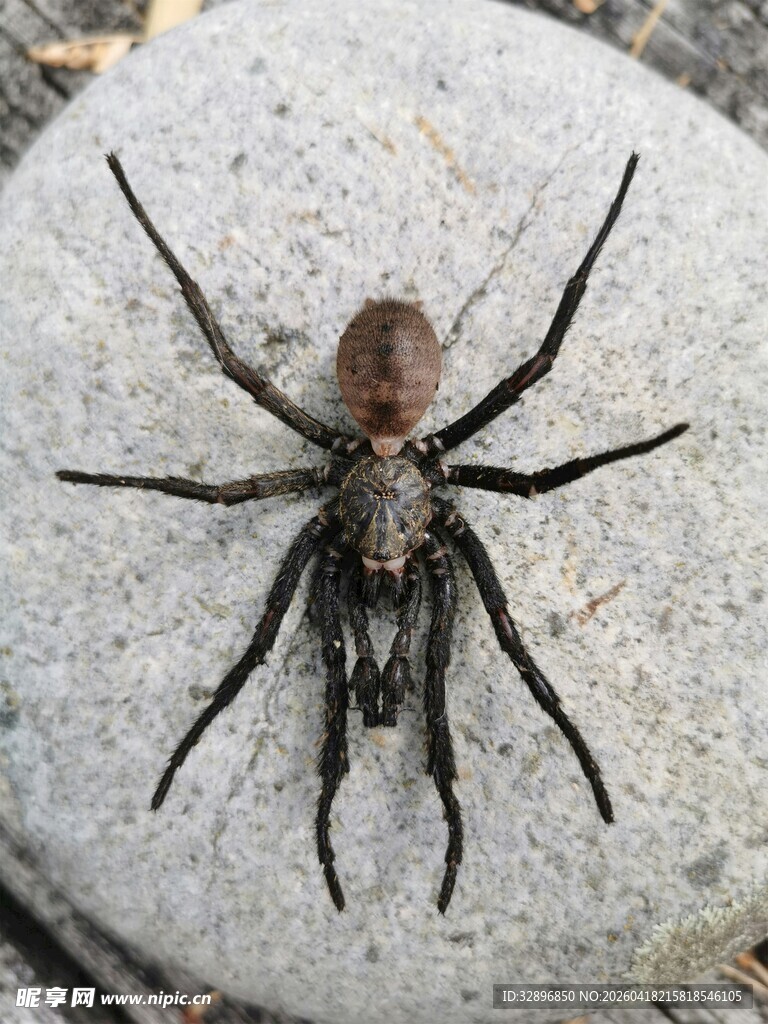 盘坐石块上的大型黑蜘蛛