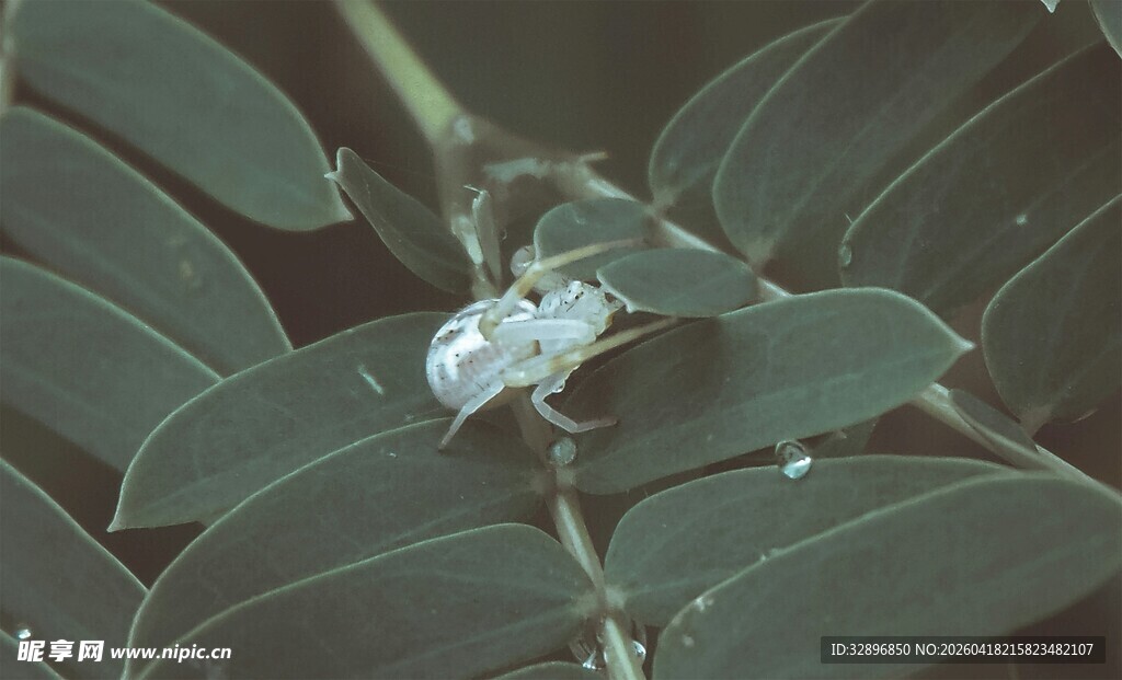 绿叶间的白色蝶形小花