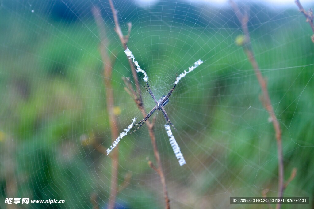 草丛中的条纹蜻蜓