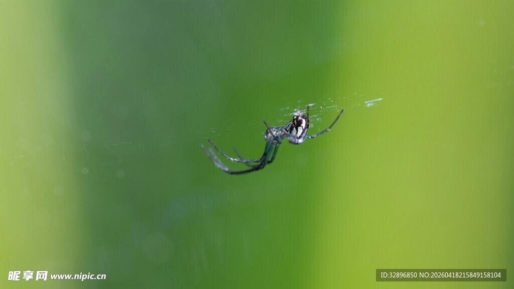 绿叶上的小蜘蛛