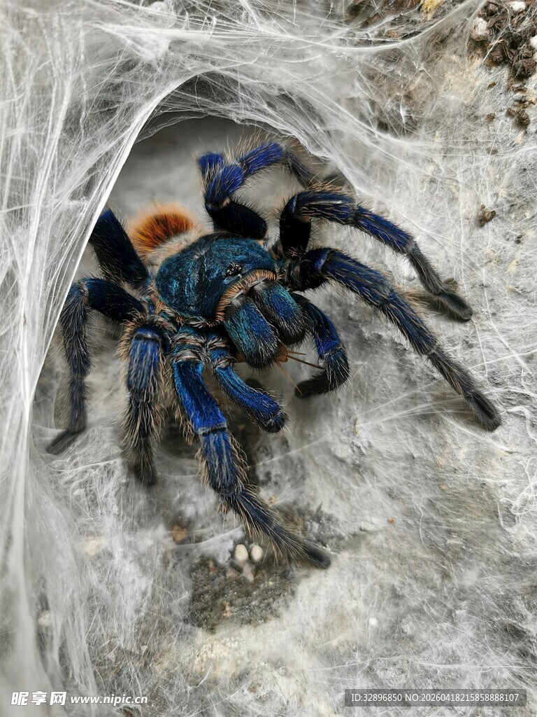 洞穴中的蓝色大蜘蛛