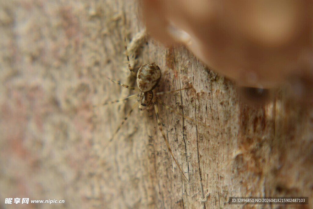 树皮缝隙中的微小细节