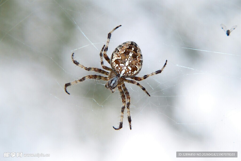 蜘蛛悬于蛛丝特写