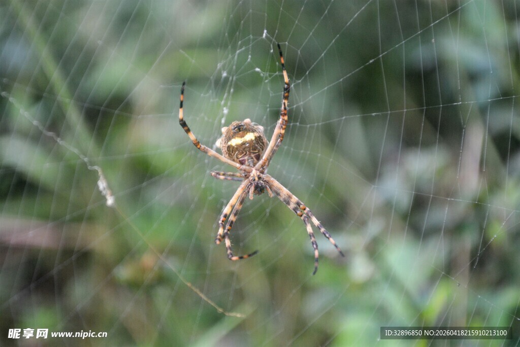 蜘蛛悬于蛛网中
