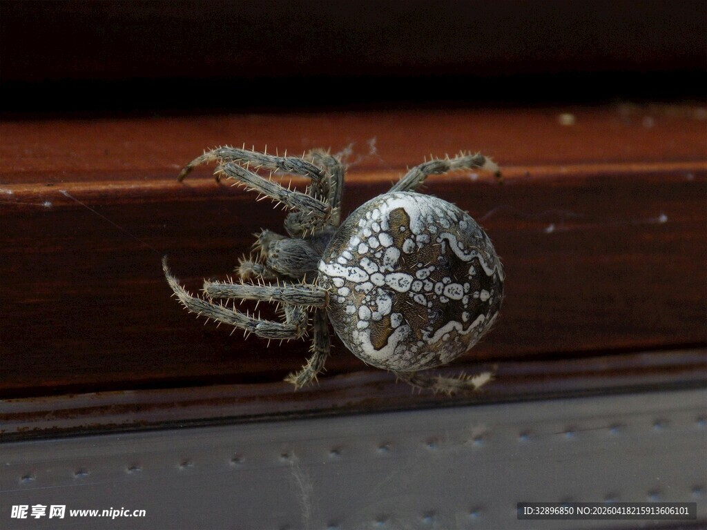 窗边的花纹蜘蛛