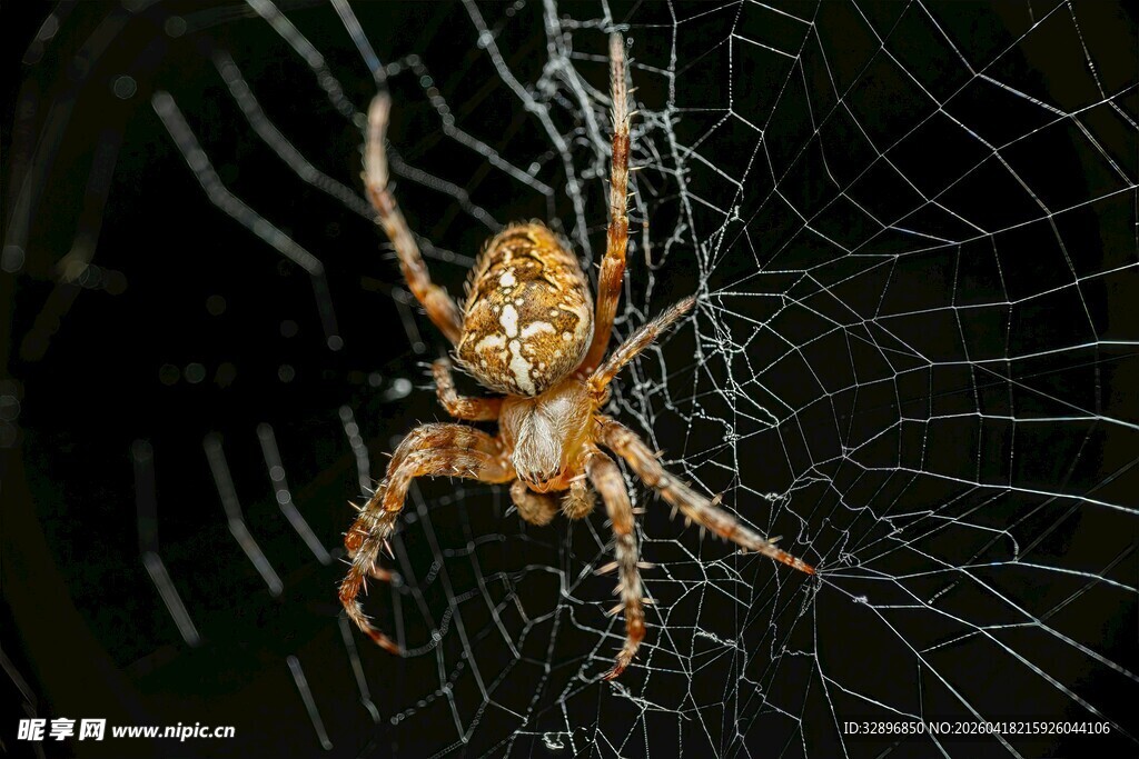 蜘蛛盘踞于蛛网
