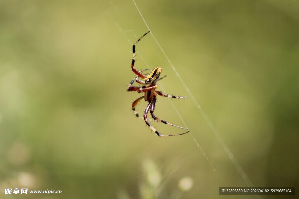蜘蛛悬于蛛丝上
