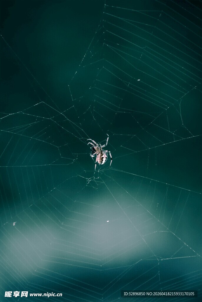 蜘蛛悬于蛛丝之上