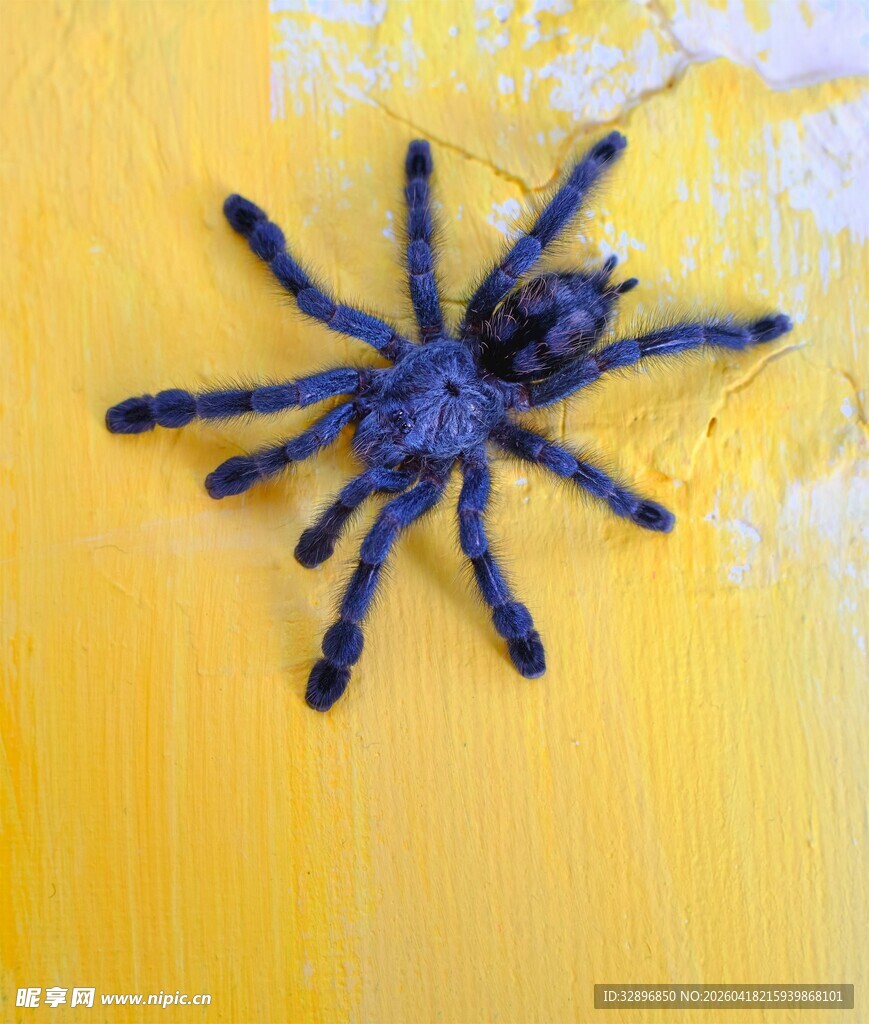 黄色背景上的黑蜘蛛