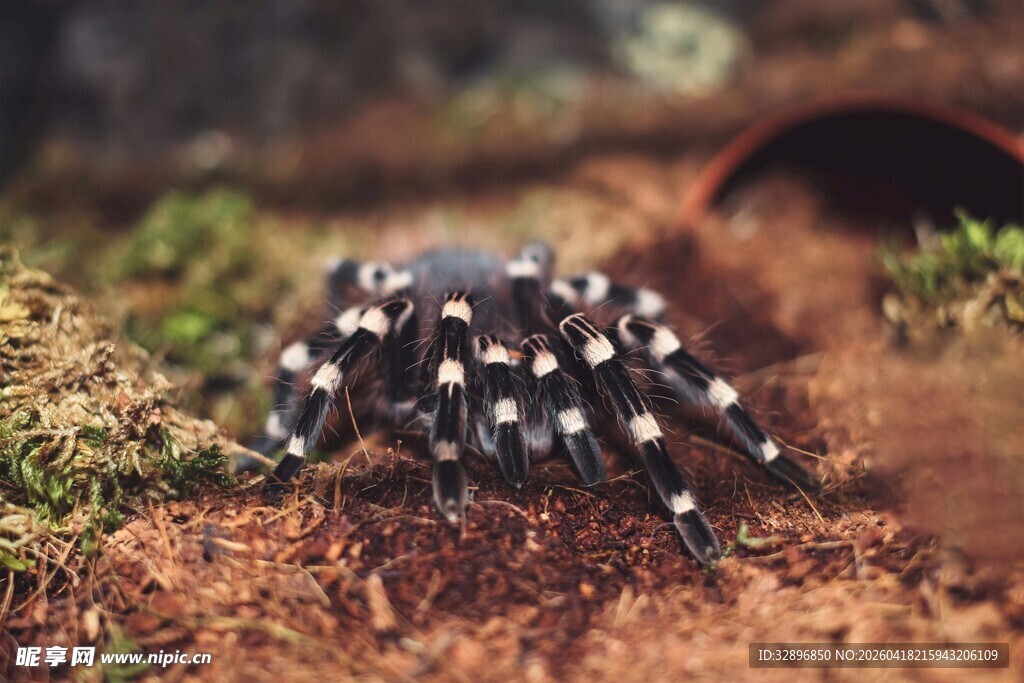 黑底白点蜘蛛特写