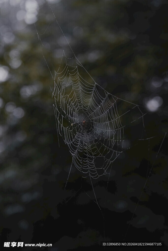 林间蛛网光影交织之美