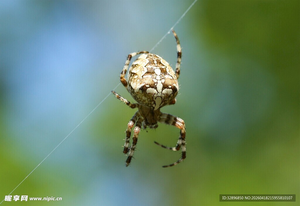 蜘蛛悬挂于蛛丝之上