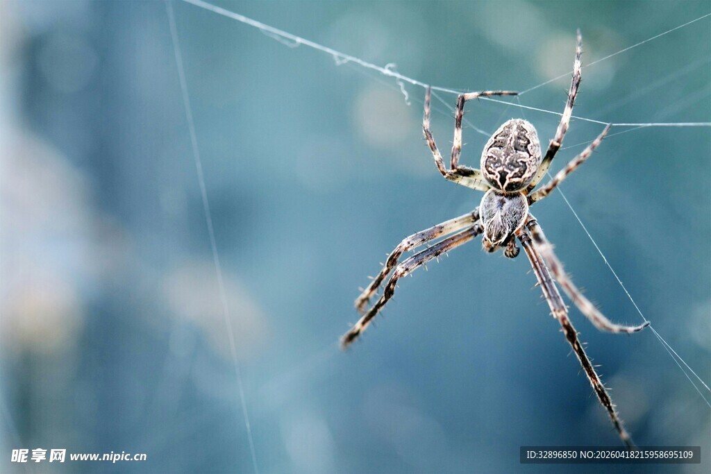 蜘蛛悬于蛛网