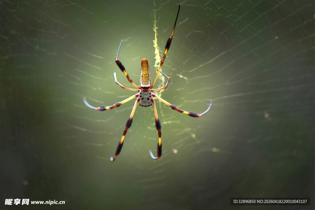 金色炫光蜘蛛特写