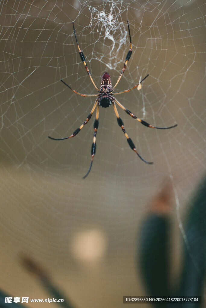 蜘蛛于网中静待猎物