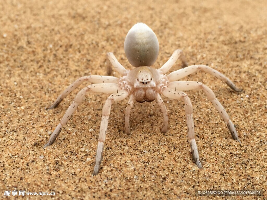 沙地上的小蜘蛛