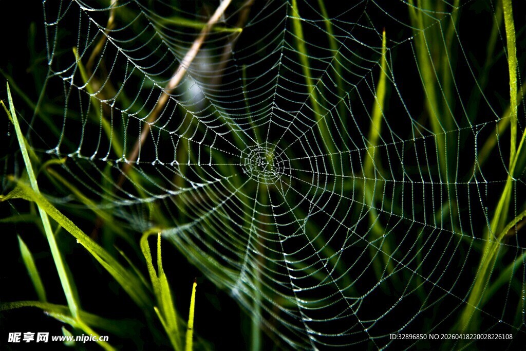 草丛中的精致蜘蛛网