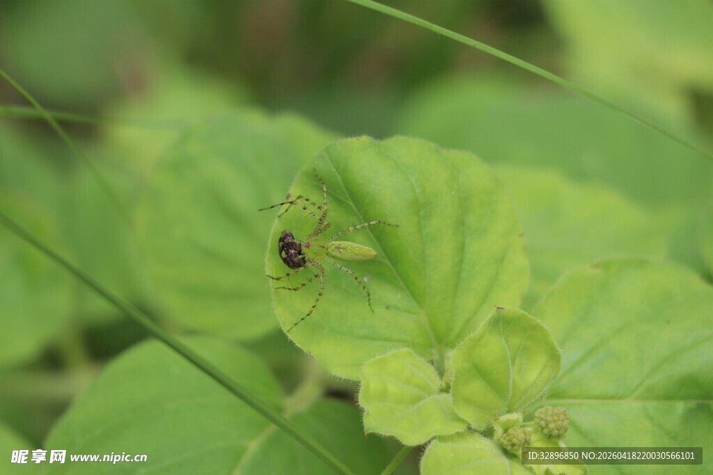 绿叶上的小昆虫