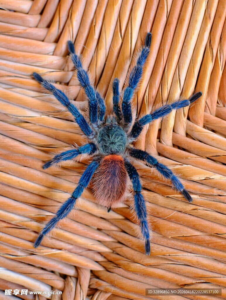 蓝色蜘蛛趴在编织物上