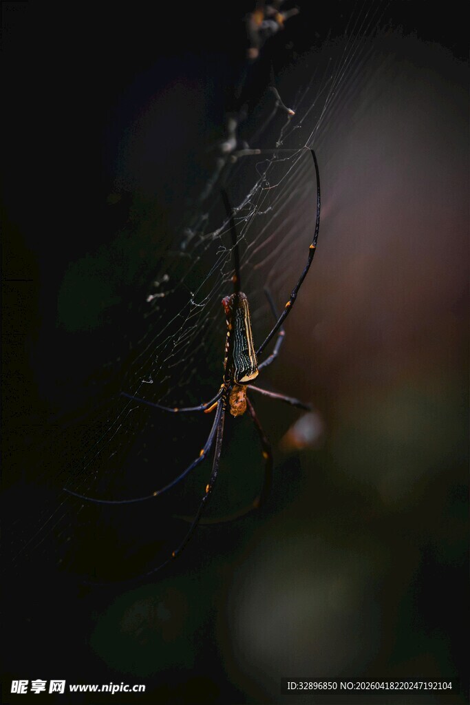 黑暗中悬挂的蜘蛛