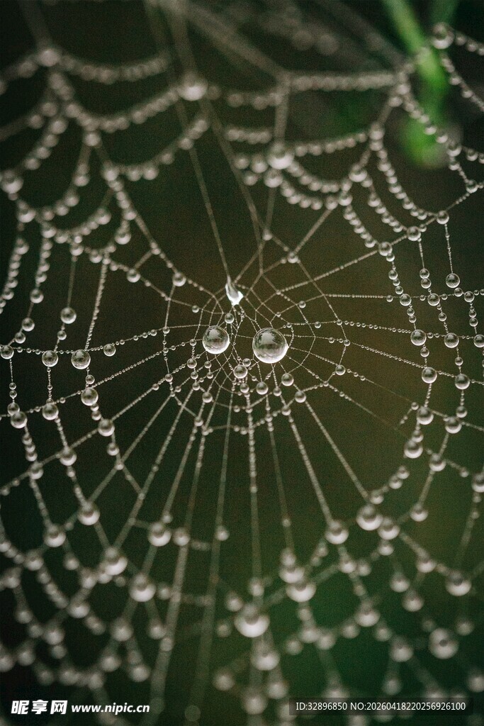 带露珠的精致蜘蛛网