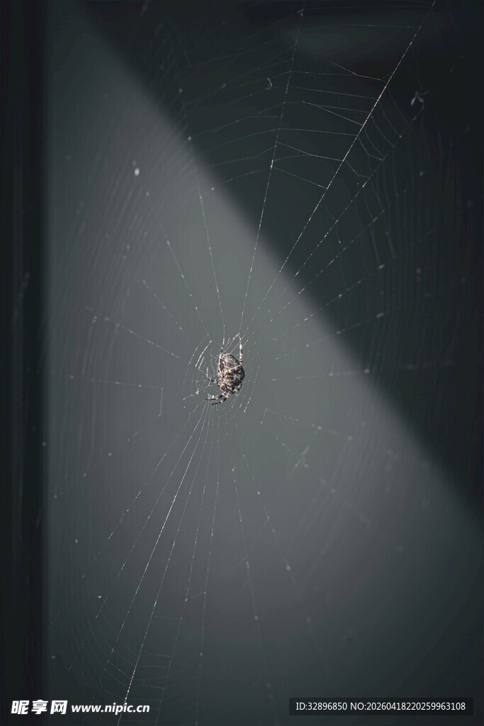 蜘蛛于网中静待猎物
