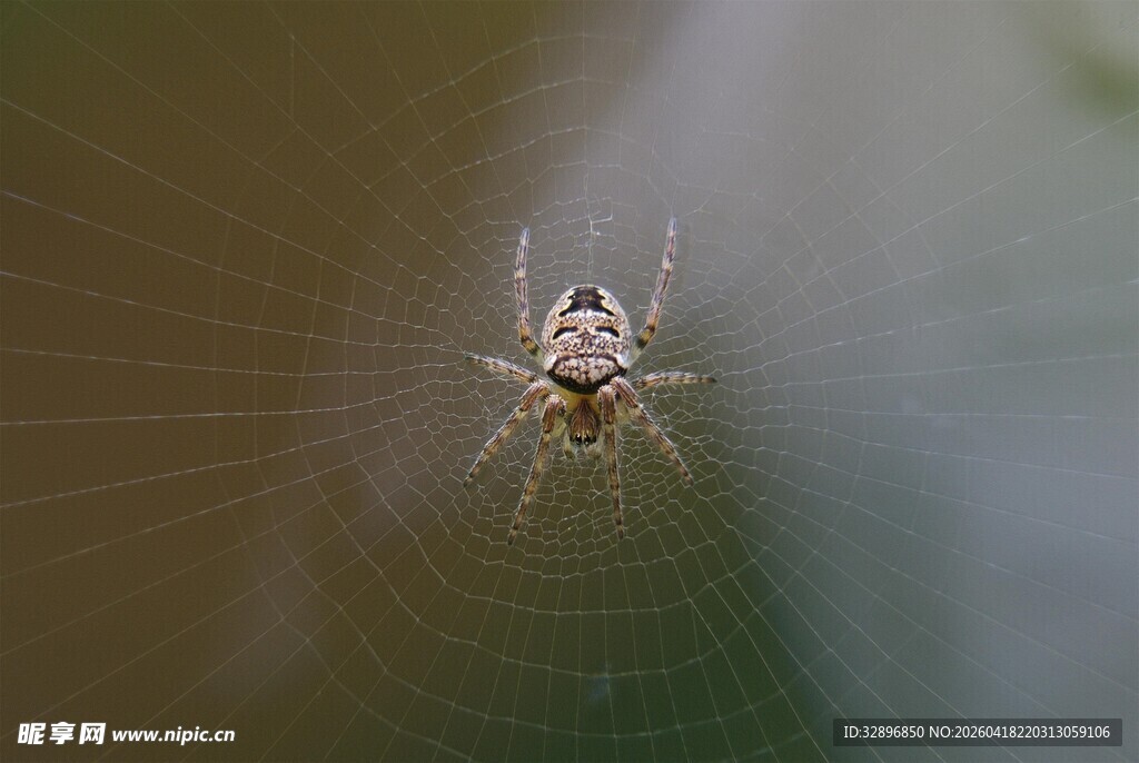 蜘蛛于蛛网中心