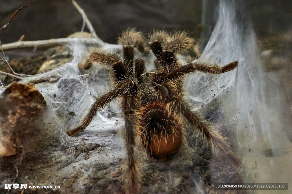 凶猛蜘蛛盘踞于蛛网中