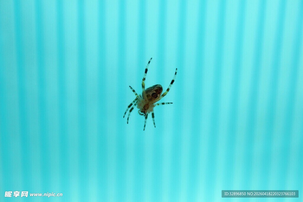 蓝色背景上的甲虫