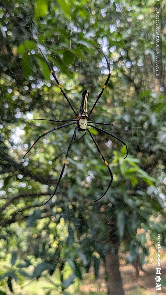 繁茂枝叶的树木景观